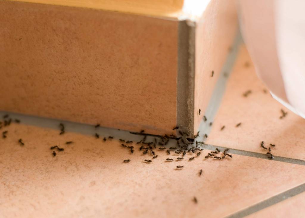 Ants Pest Control | Envirosmart Pest Management