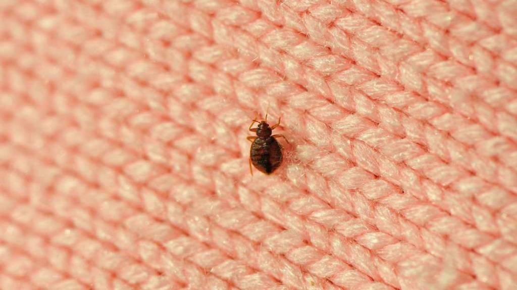 Bed Bugs Extermination | Envirosmart Pest Management