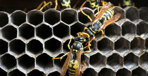 Wasp Pest Control | Envirosmart Pest Management
