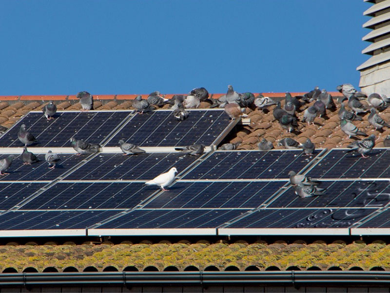 Solar Panel Bird Proofing | Envirosmart Pest Management